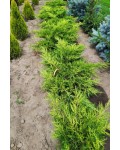 Ялівець середній Голд Кост | Можжевельник средний Голд Кост | Juniperus media Gold Coast